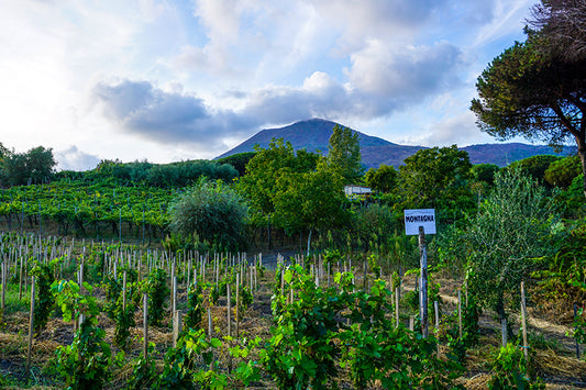 Newsletter: 2020 Cantine Matrone Vesuvio Rosso